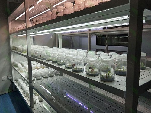 安居植物组织培养实验室设计建设方案